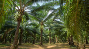 Golden Agri-Resources responds to complaints to RSPO