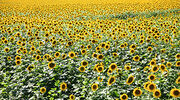 Romania suspends non-EU grain and oilseed exports