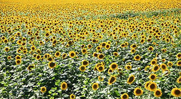 Romania suspends non-EU grain and oilseed exports