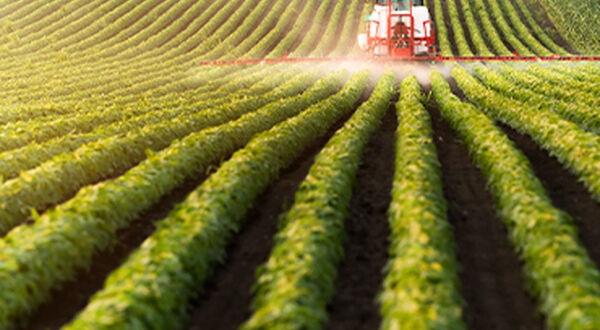 Record high world soyabean harvest forecast