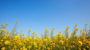 Australia’s canola output forecast to rebound