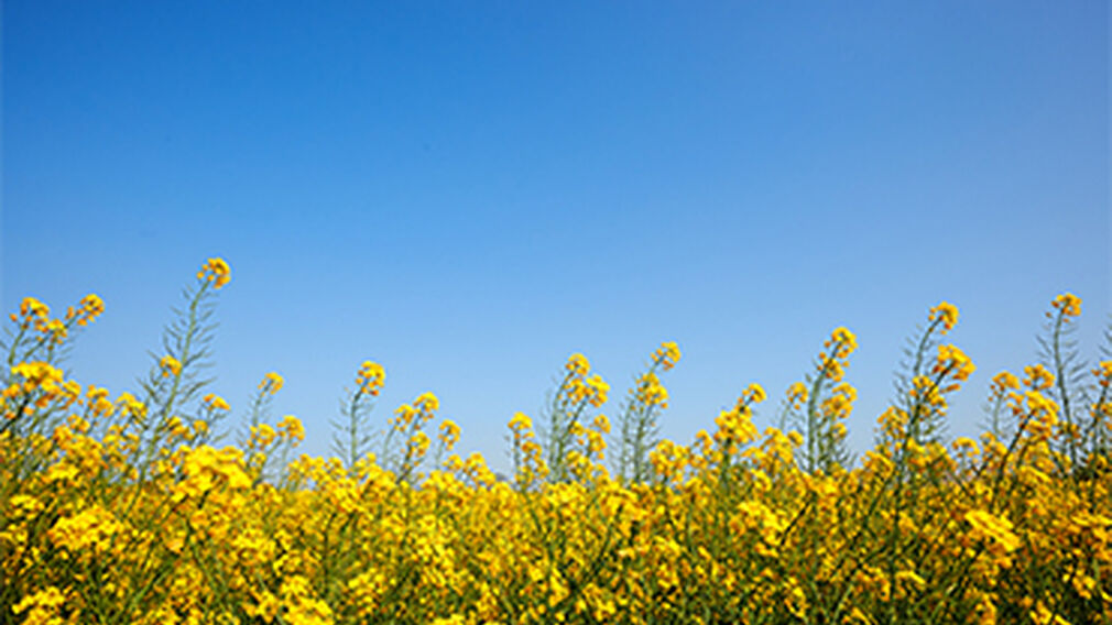Australia’s canola output forecast to rebound
