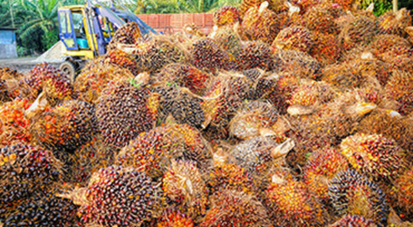 Indonesia delays B40 biodiesel due to coronavirus