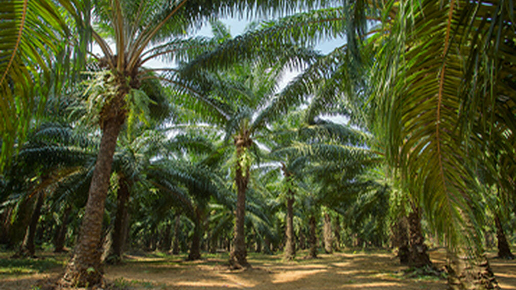 Sustainable palm oil certifier to review Indonesian bribery claims