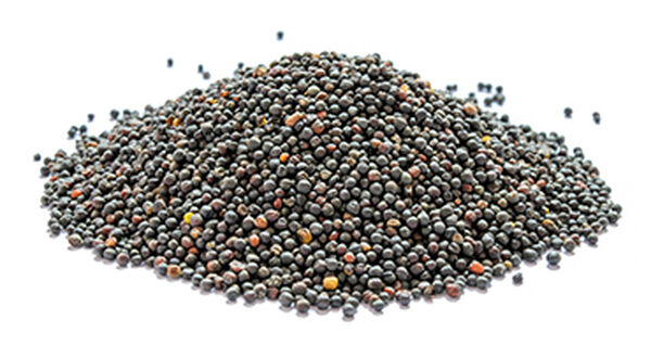 Oilseed demand in China forecast to rise