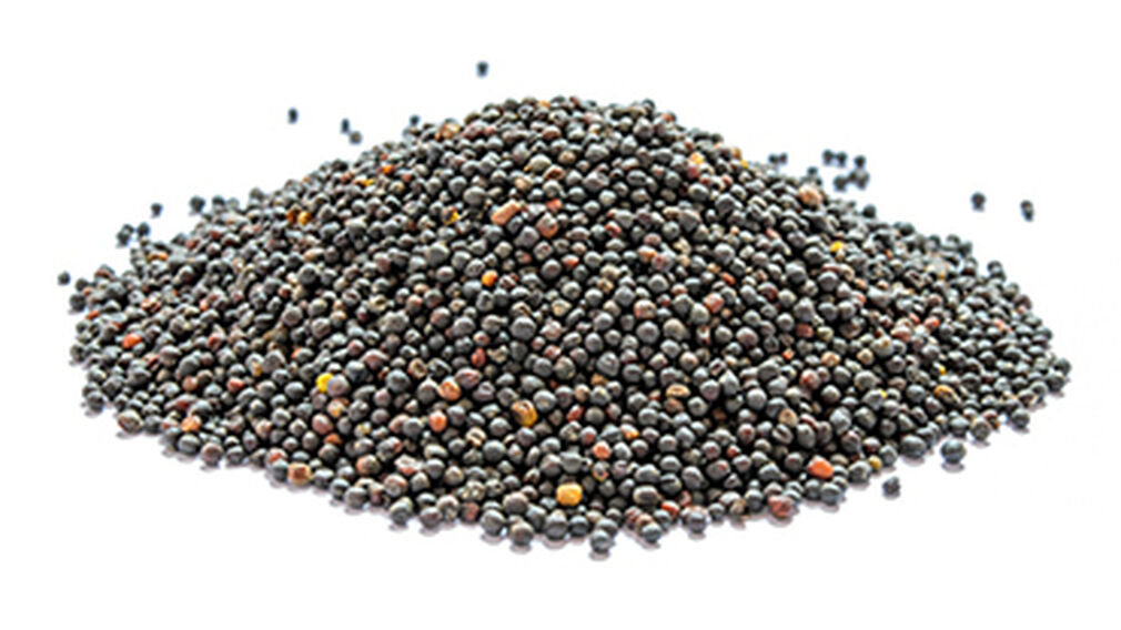 Oilseed demand in China forecast to rise