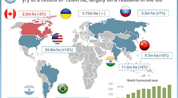 IGC predicts tentative rise in global soyabean market