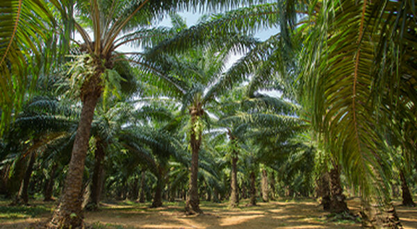 PepsiCo tightens rules for palm oil in its products