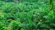 Malaysian palm oil production to increase to 19.6M tonnes in 2021