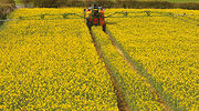 Global rapeseed area to increase slightly
