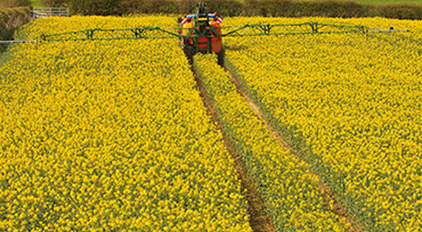 Global rapeseed area to increase slightly