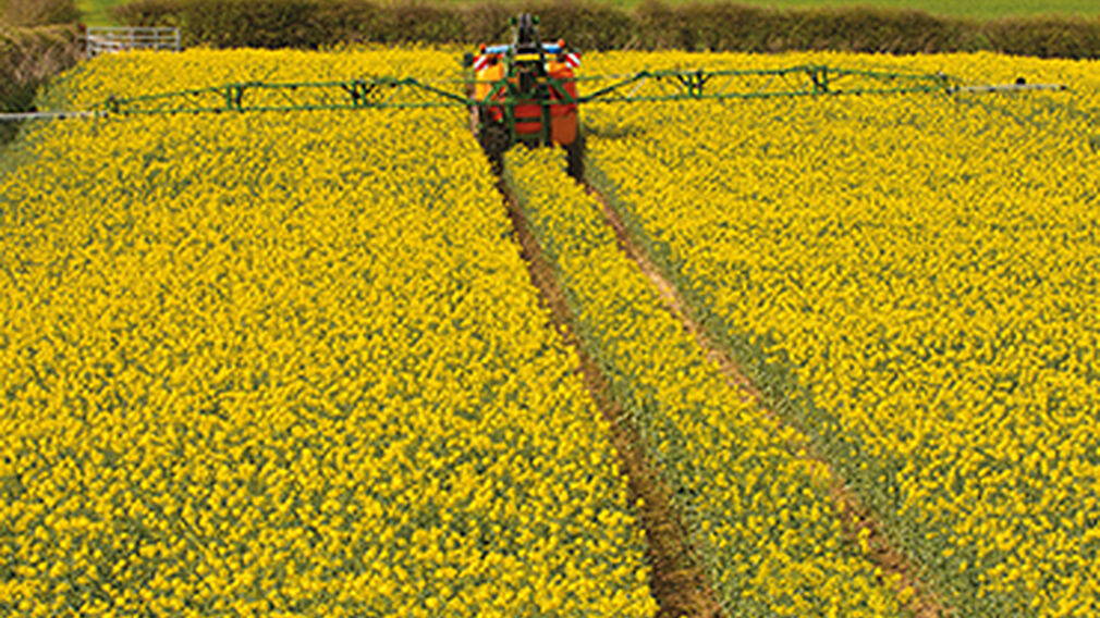 Global rapeseed area to increase slightly