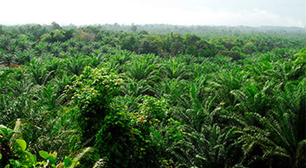 Forest Stewardship Council cuts association with Korean palm oil operator Korindo