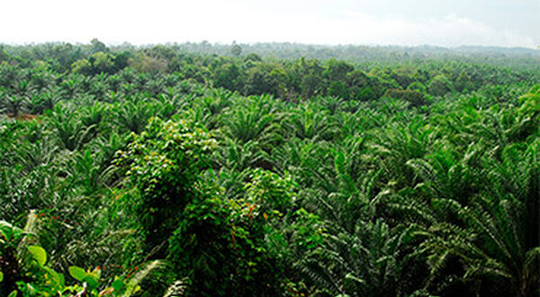 USA to block palm oil imports from Sime Darby Plantation