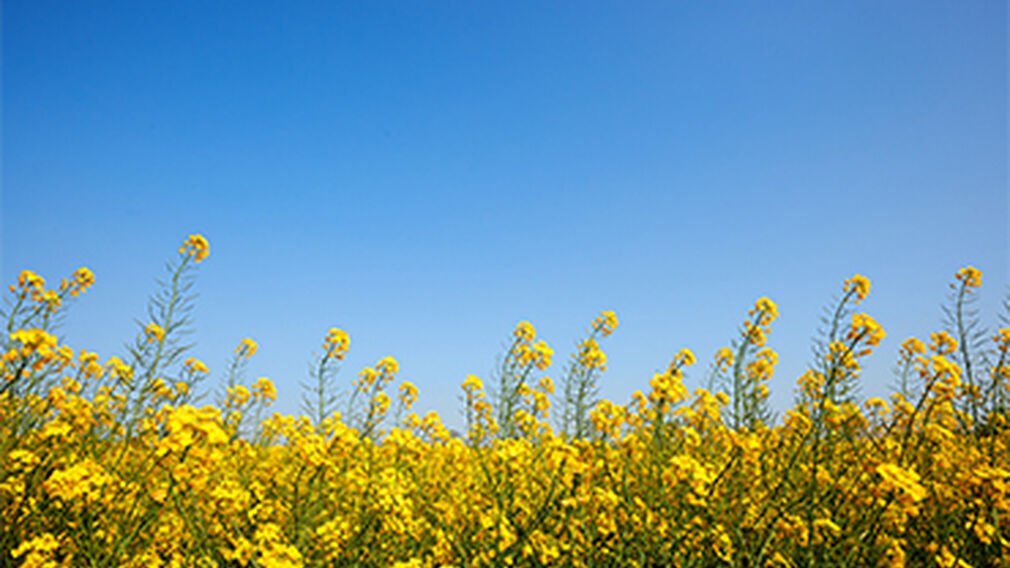 Russia oilseed output forecast to rise