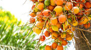 Coconut oil processing