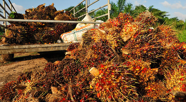 Enzymes in palm oil production