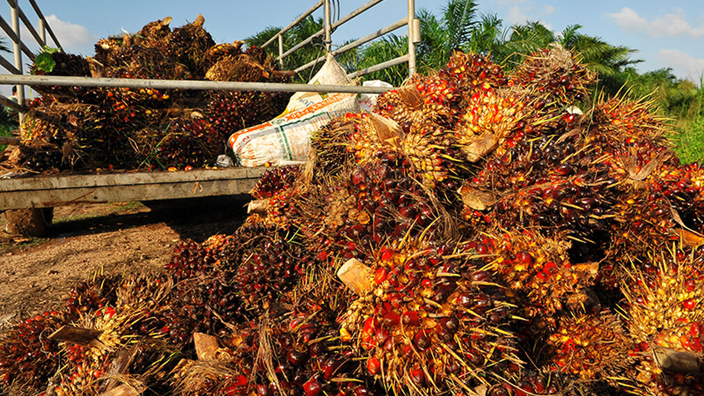 Enzymes in palm oil production