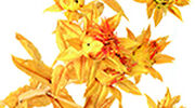 Safflower