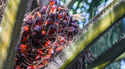 Traders say Indian purchases of Malaysian palm oil resume