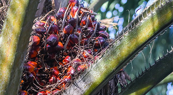 Traders say Indian purchases of Malaysian palm oil resume