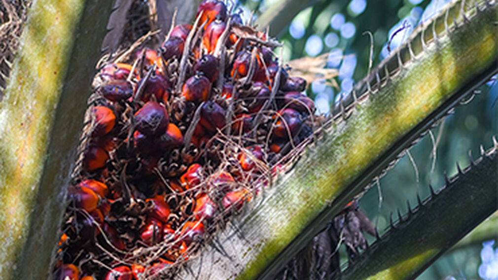 Traders say Indian purchases of Malaysian palm oil resume