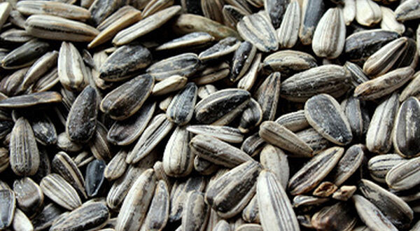 Ukraine and Russia remain world’s top sunflowerseed producers