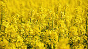 Saipol receives first delivery of Nuseed Carinata for biodiesel feedstock