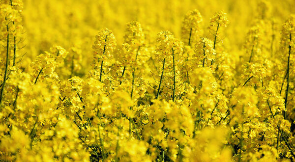 Health Canada approves Nuseed’s Omega-3 canola oil for human consumption