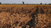 Safflower oil’s potential as biodegradeable alternative to petroleum hailed by scientists