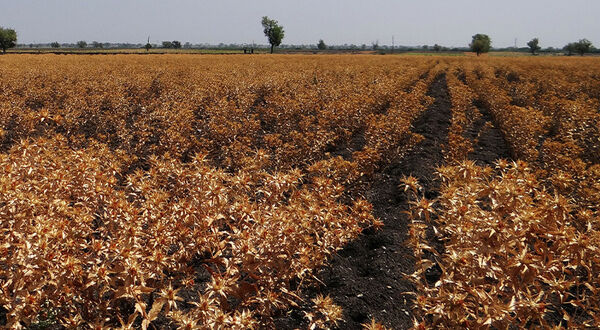 Ukraine sunflower crop concern increases demand for Australian high oleic oil alternative