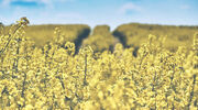 Explosion at ADM oilseed plant in UK contributes to rapeseed oil price rise
