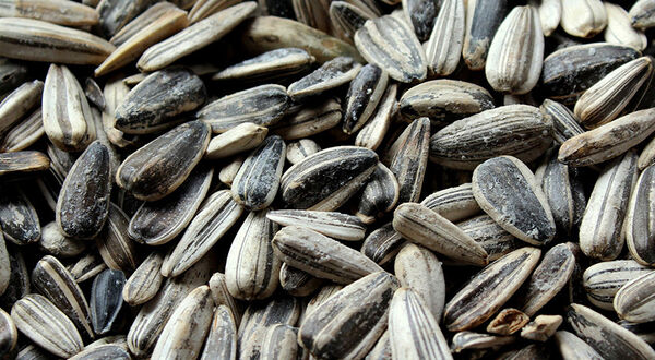 Ukraine exports less than 250,000 tonnes of sunflowerseed products under Black Sea deal up to end of 2021/22 marketing year