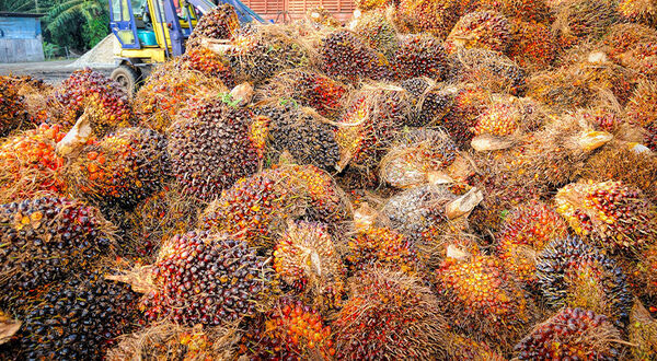 Malaysia losing up to 25% of palm oil yield due to labour shortage