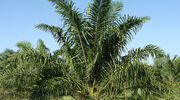 Rise in uptake of sustainable palm oil