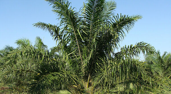 Malaysia set to file WTO legal action over EU restrictions on palm biofuel