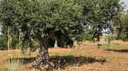 Officials in Uruguay expect another bumper olive harvest