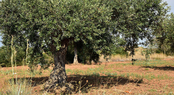 EC announces new measures to contain the spread of Xylella in the EU