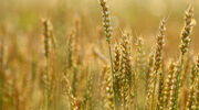 US EPA proposes changes to streamline approval of biotech crops
