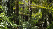 Agri and consumer goods giants act to combat deforestation