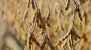 Bunge shares programme to monitor soyabean crops from its indirect supply chain in Brazil’s Cerrado region