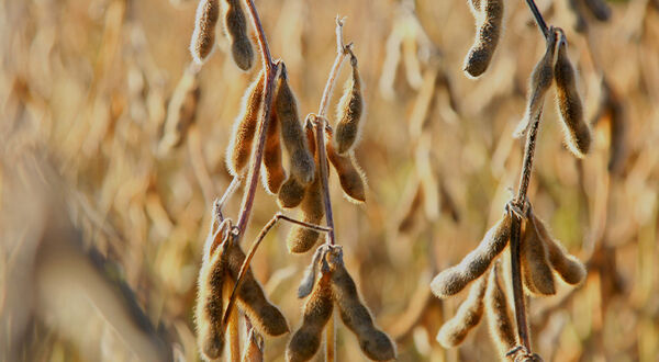 Brazil set for fastest soya field expansion for four years
