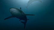 Amyris trials alternative to shark-based squalene for use in vaccines