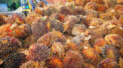Cargill expands segregated sustainable palm oil capacity in North America