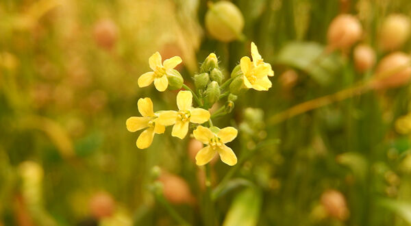 Camelina