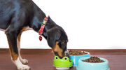 Veramaris given go-ahead for fish oil alternative in pet food