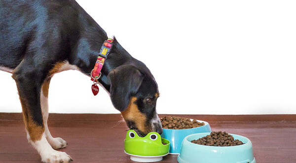 Veramaris given go-ahead for fish oil alternative in pet food