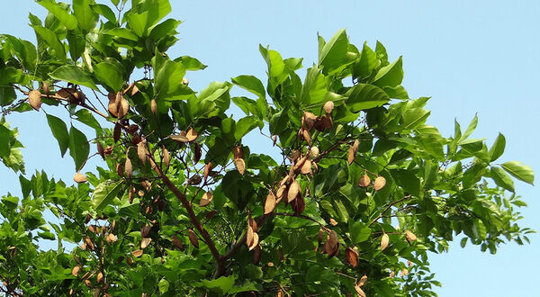 Pongamia