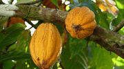 Sierra Leone opens first cocoa processing factory