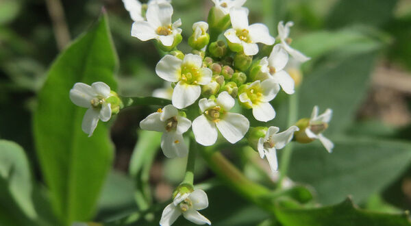 Researchers put genes from burning bush plant into oilseed crops to produce acetyl-TAG for biodiesel
